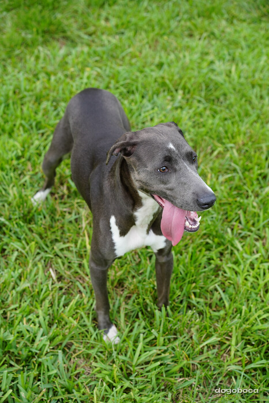 Dog photographed at Mizner Bark Dog Park on September 10, 2026