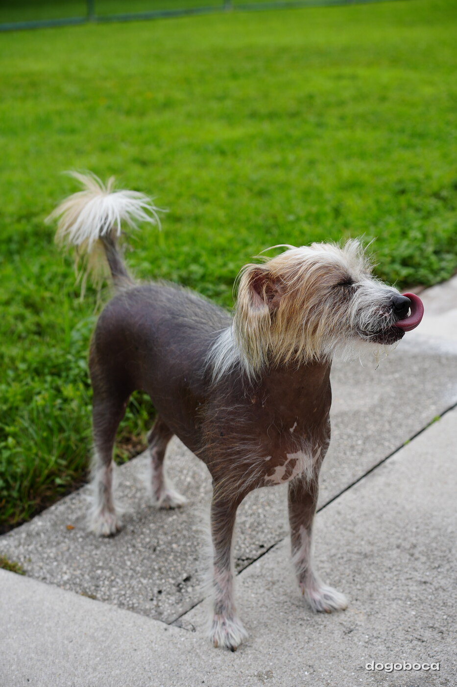 Dog photographed at Mizner Bark Dog Park on September 10, 2026