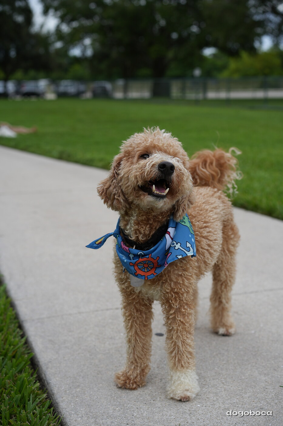 Kash photographed at Mizner Bark Dog Park on September 10, 2026