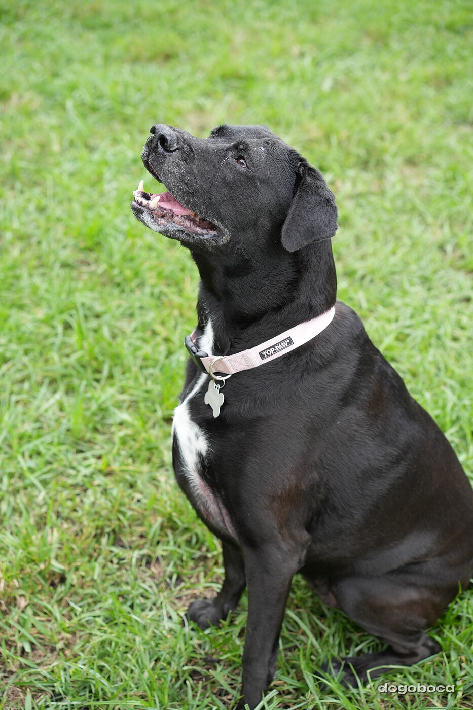 Dog photographed at Mizner Bark Dog Park on September 10, 2026