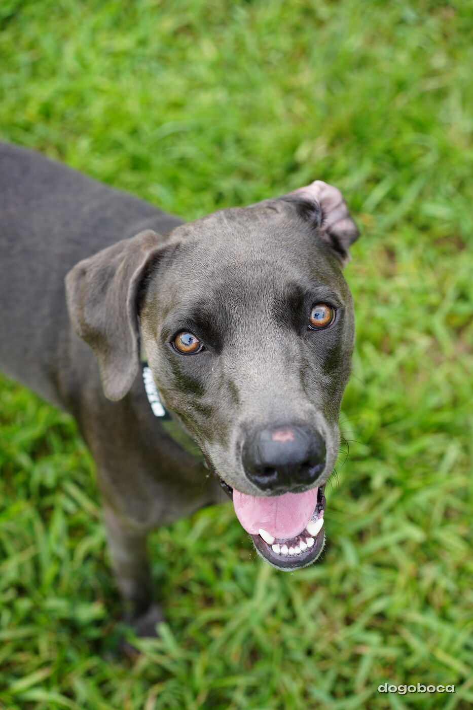 A dog photographed at Mizner Bark Dog Park