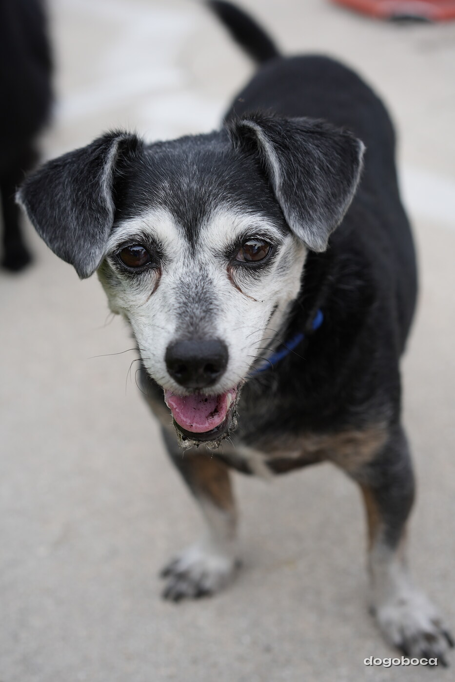 Dog photographed at Mizner Bark Dog Park on September 10, 2026