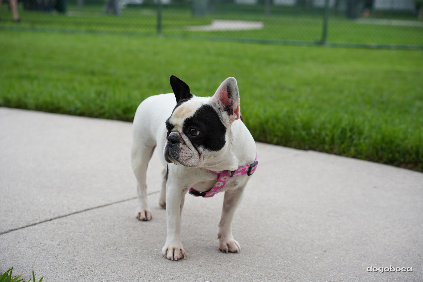 Chloe photographed at Mizner Bark Dog Park on September 10, 2026