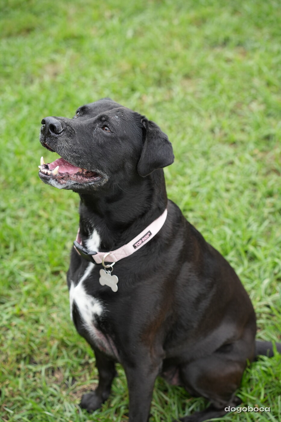 Dog photographed at Mizner Bark Dog Park on September 10, 2026