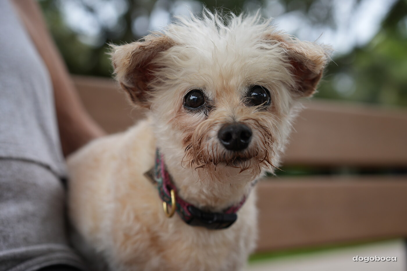 Dog photographed at Mizner Bark Dog Park on September 10, 2026