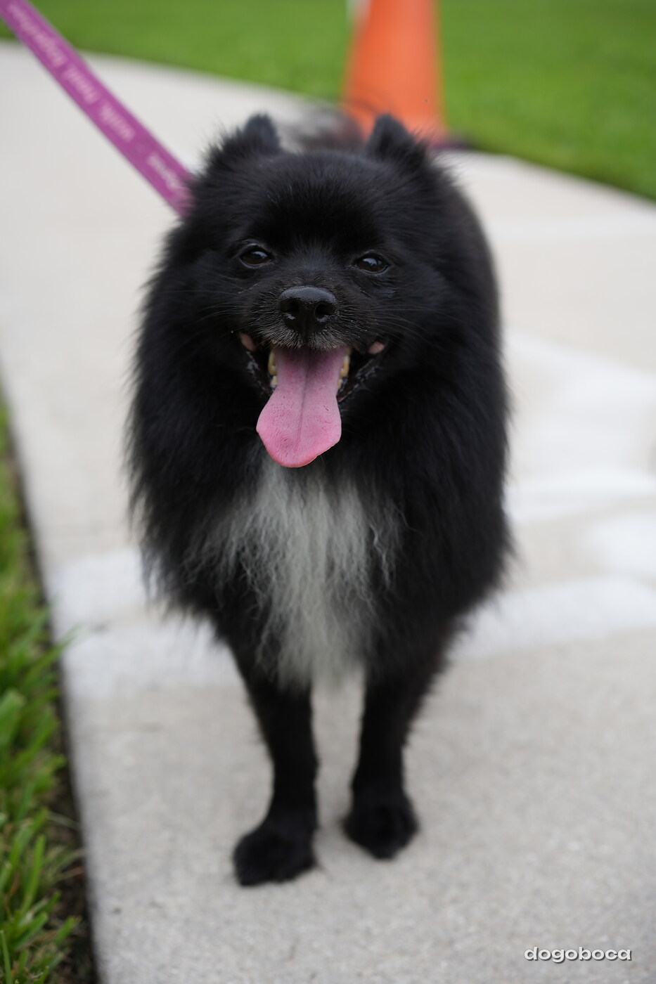 Dog photographed at Mizner Bark Dog Park on September 10, 2026