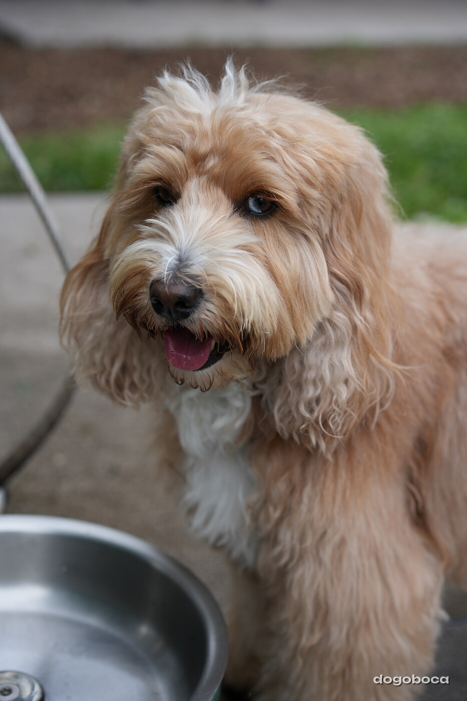 Woody photographed at Mizner Bark Dog Park on September 10, 2026