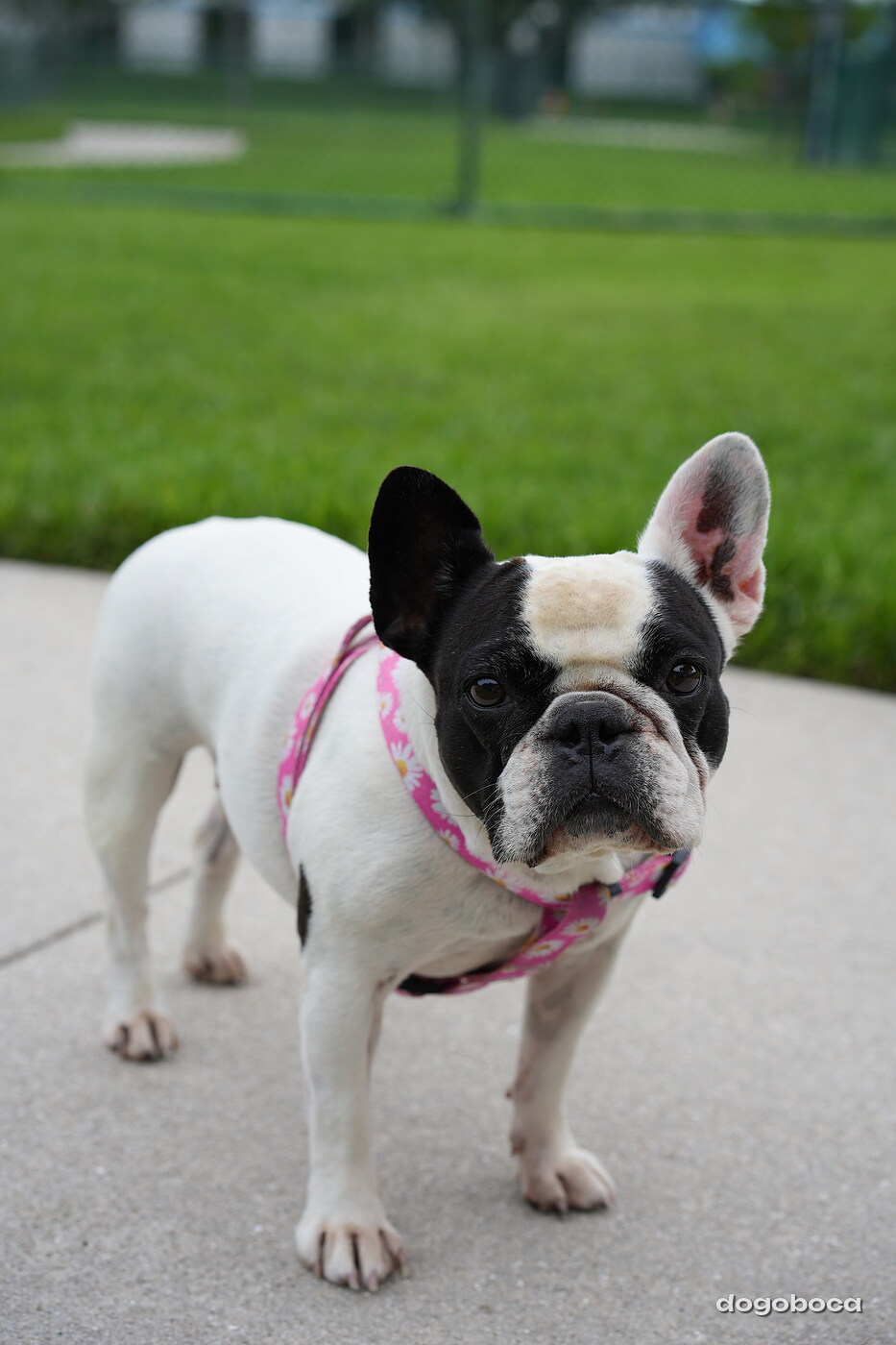 Chloe photographed at Mizner Bark Dog Park on September 10, 2026