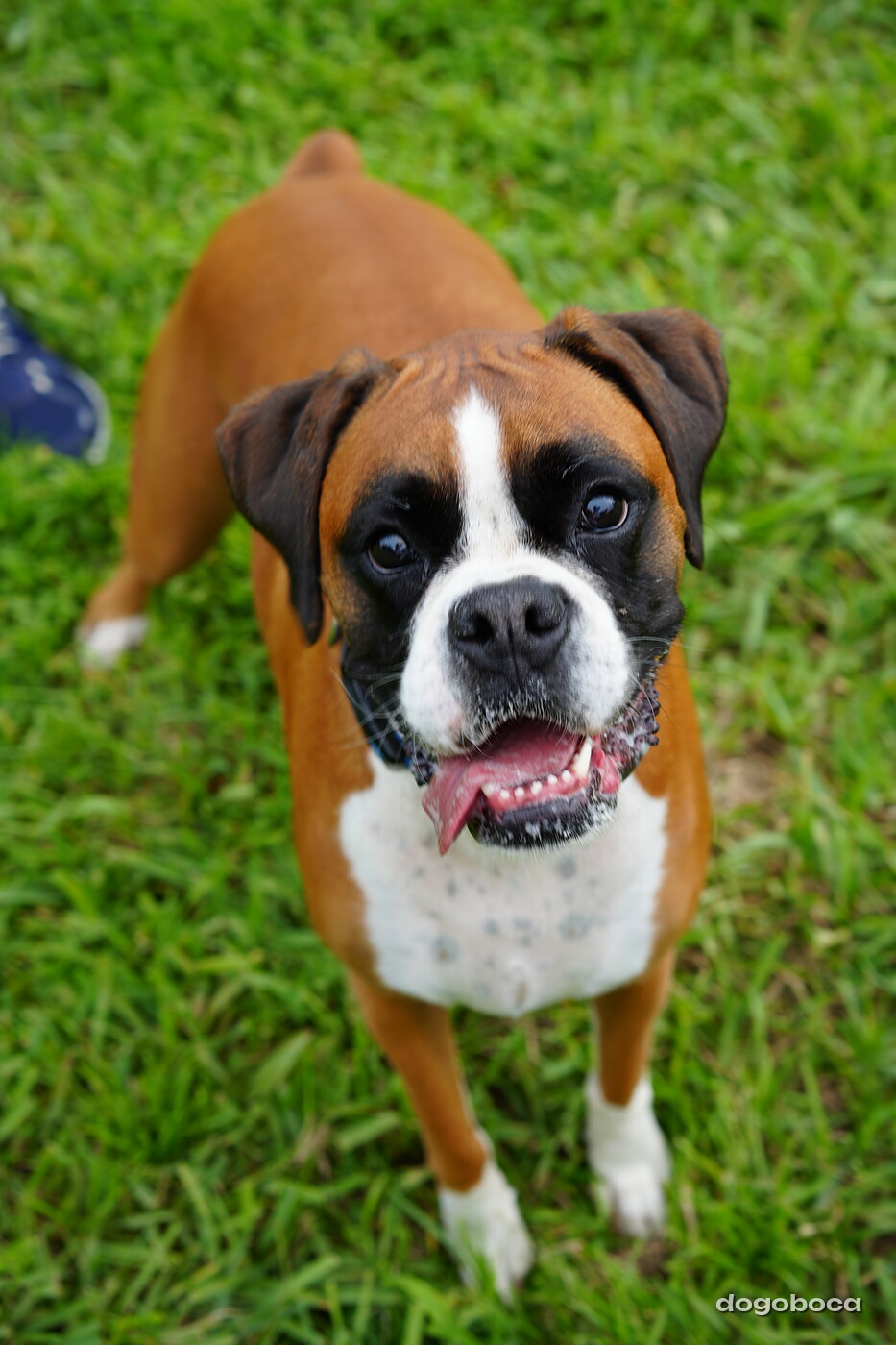Dog photographed at Mizner Bark Dog Park on September 10, 2026