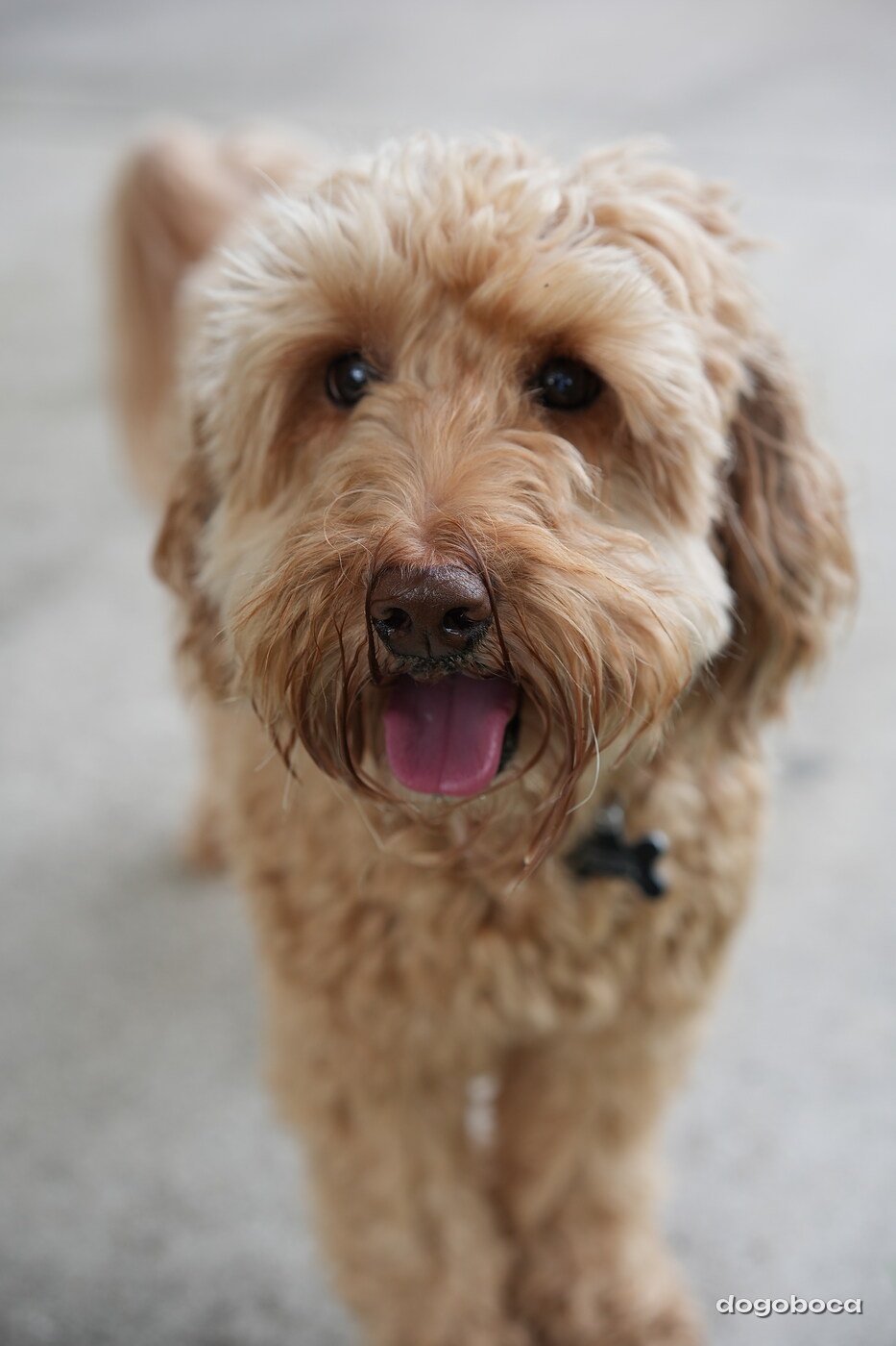 Dog photographed at Mizner Bark Dog Park on September 10, 2026