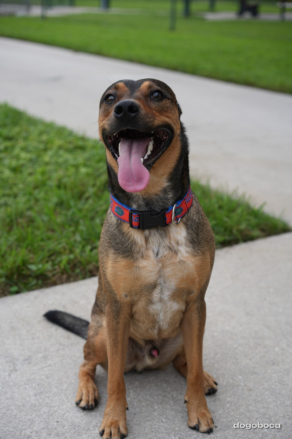 Scotty photographed at Mizner Bark Dog Park on September 10, 2026