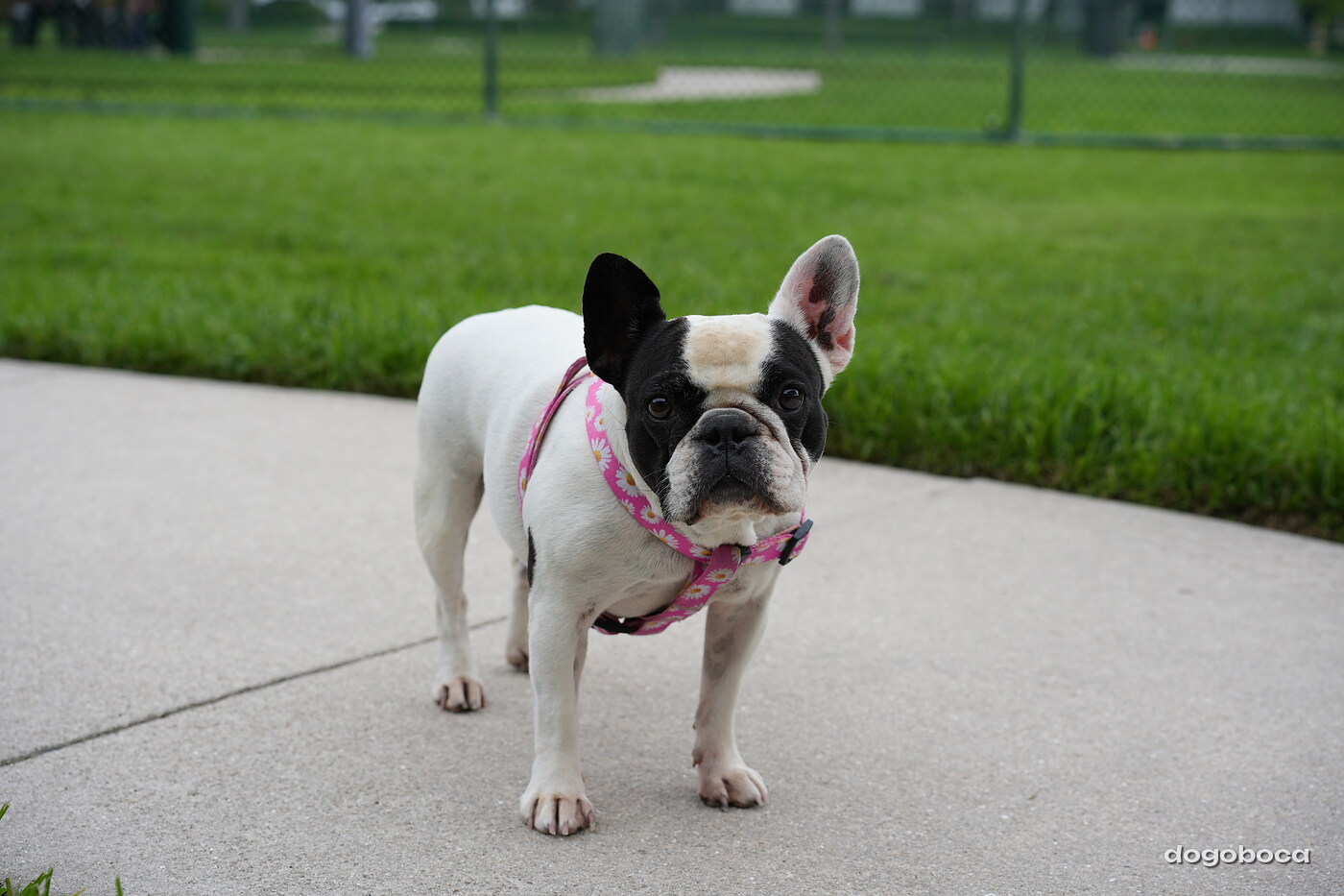 Chloe photographed at Mizner Bark Dog Park on September 10, 2026