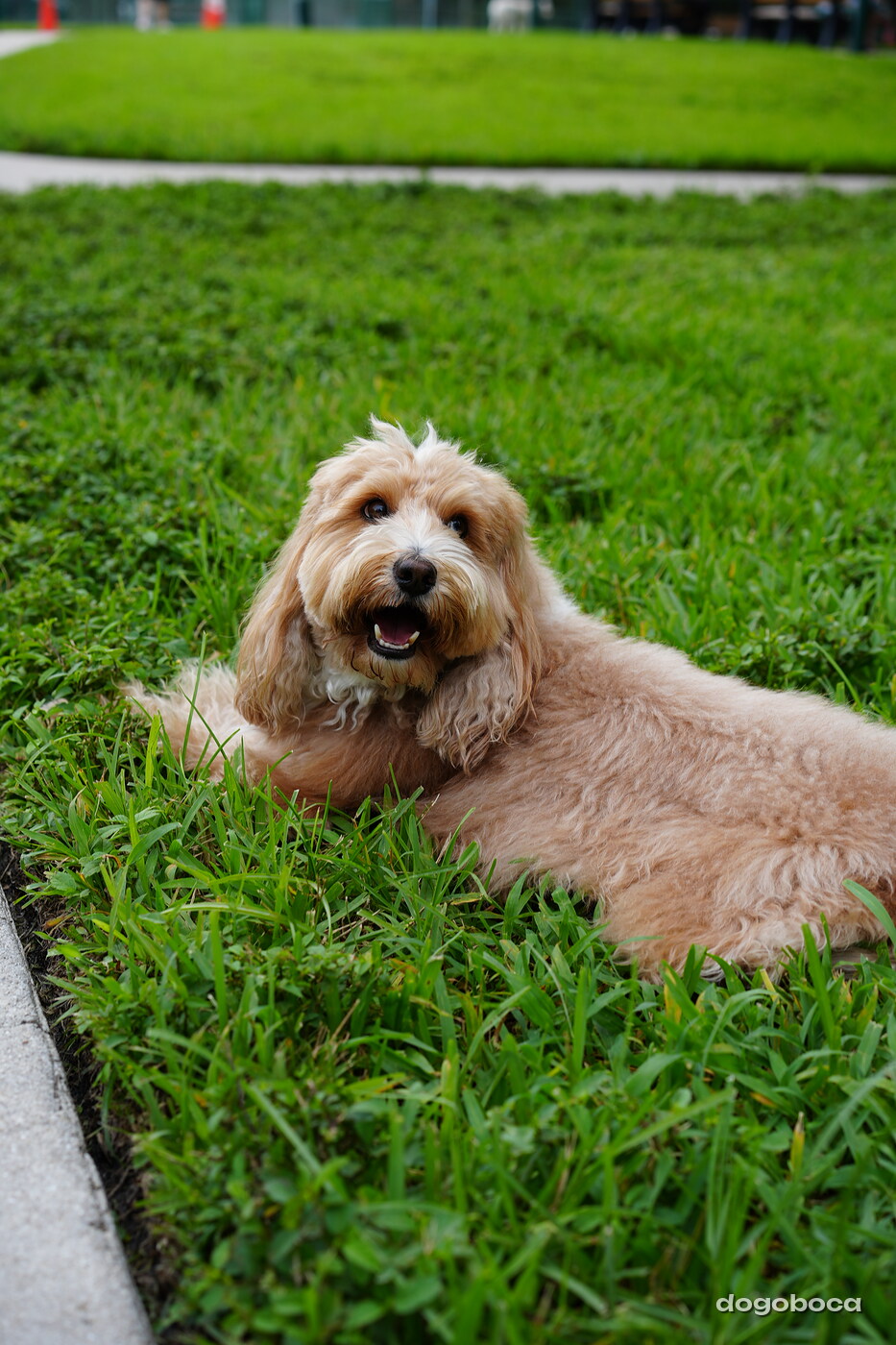 Woody photographed at Mizner Bark Dog Park on September 10, 2026