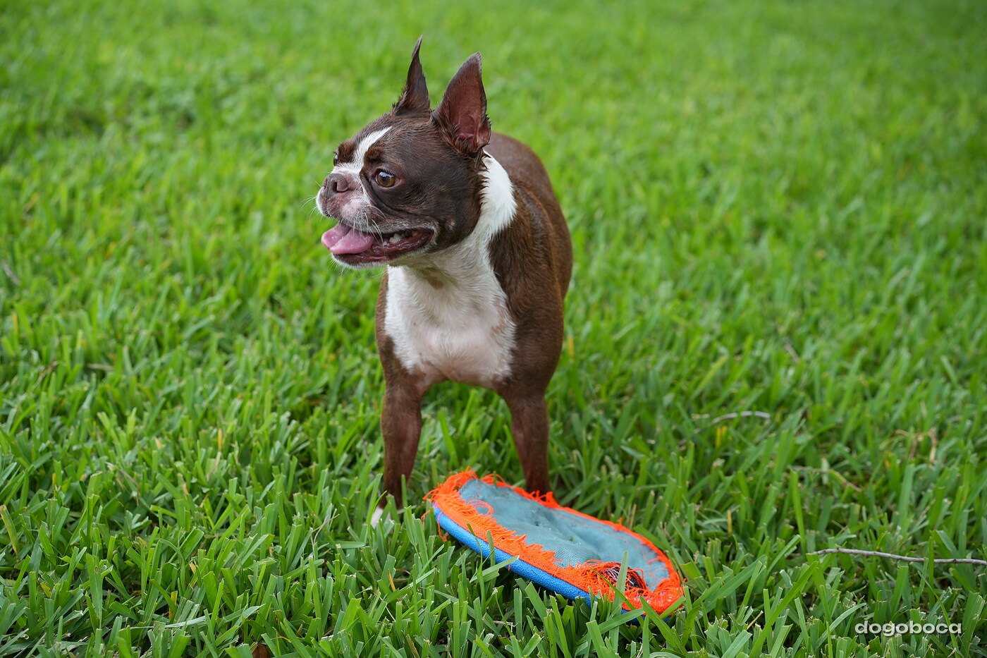 Dog photographed at Mizner Bark Dog Park on September 10, 2026