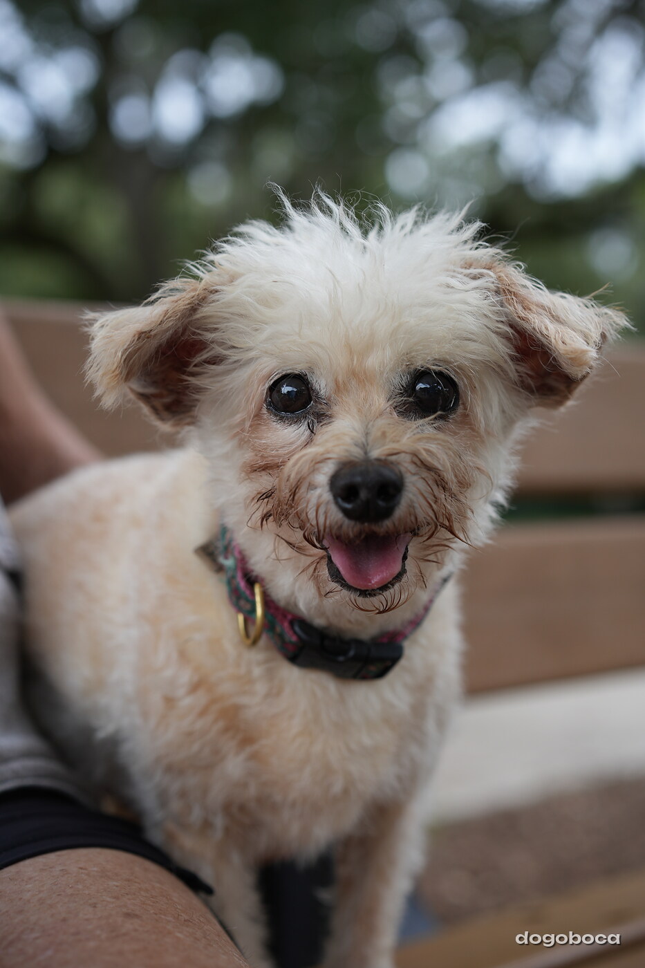 Dog photographed at Mizner Bark Dog Park on September 10, 2026