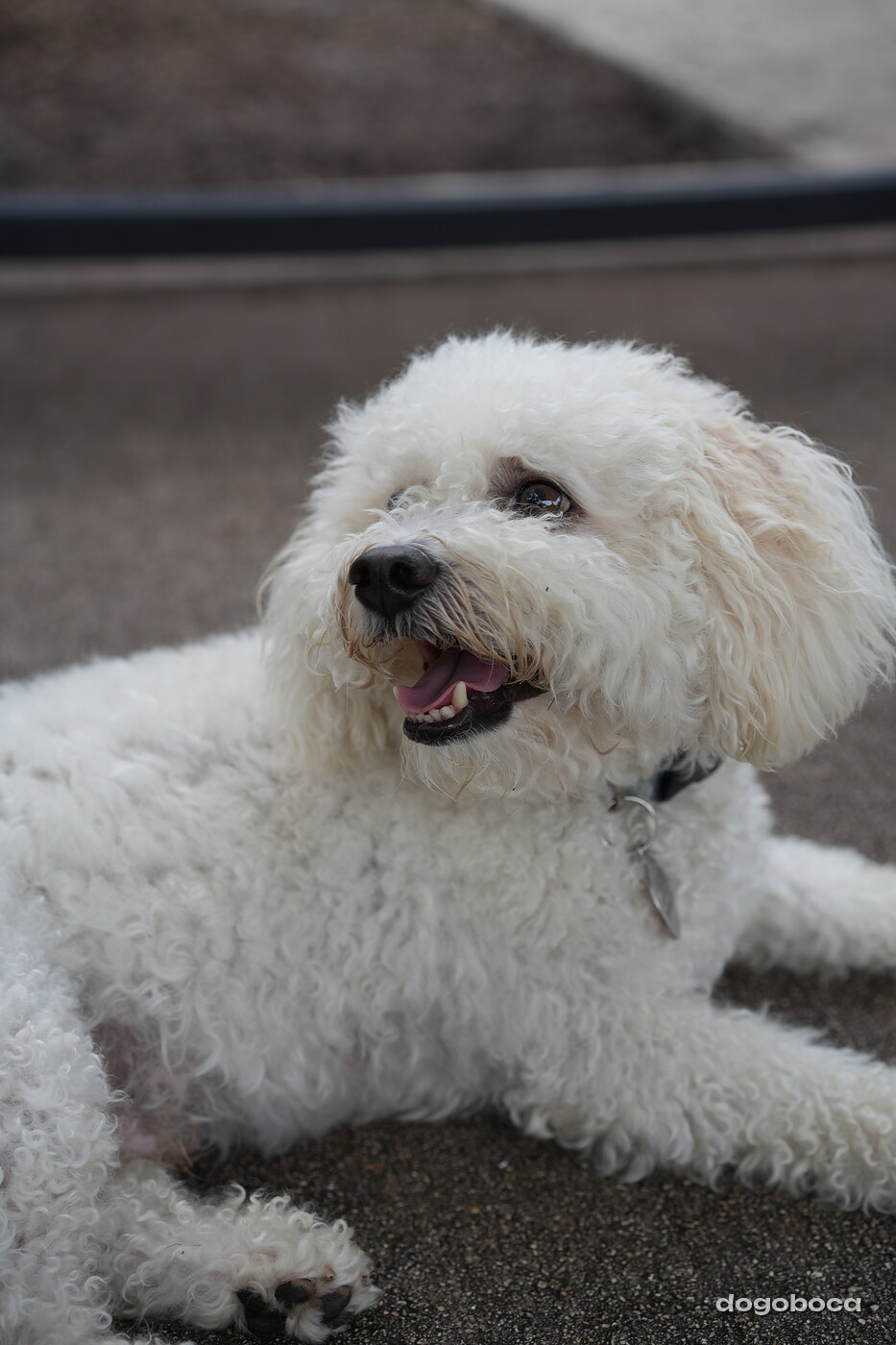Dog photographed at Mizner Bark Dog Park on September 10, 2026