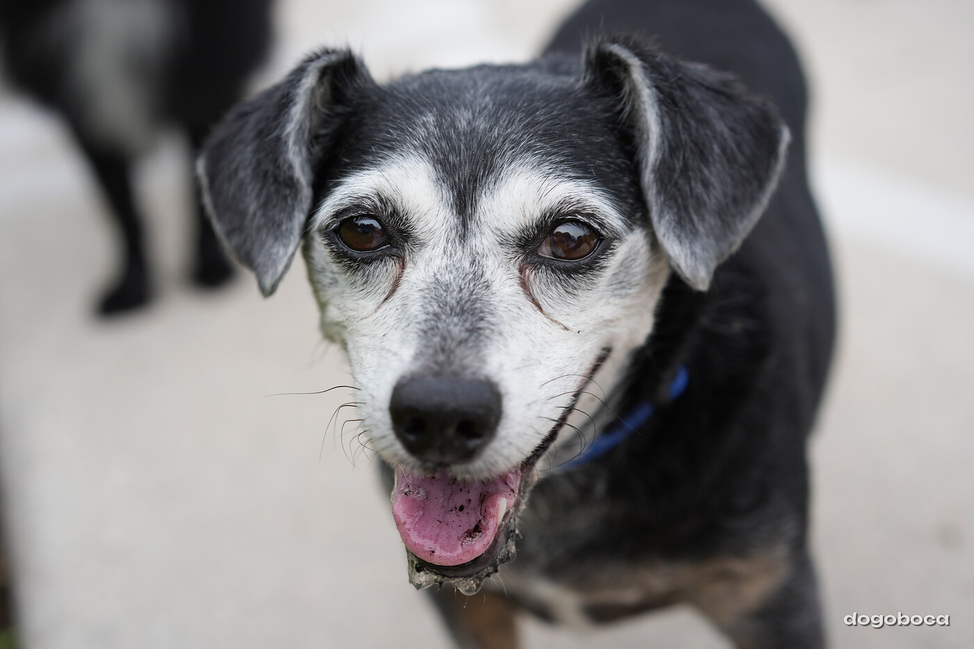 A dog photographed at Mizner Bark Dog Park