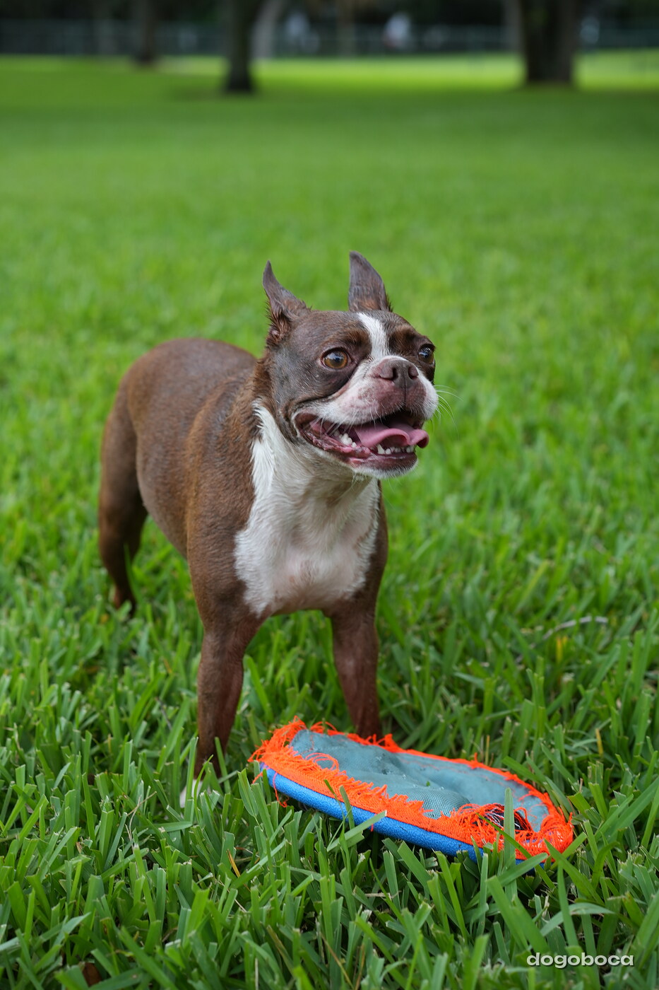 A dog photographed at Mizner Bark Dog Park