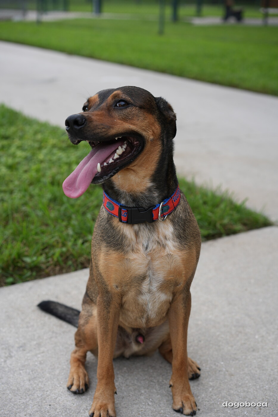 Scotty photographed at Mizner Bark Dog Park on September 10, 2026