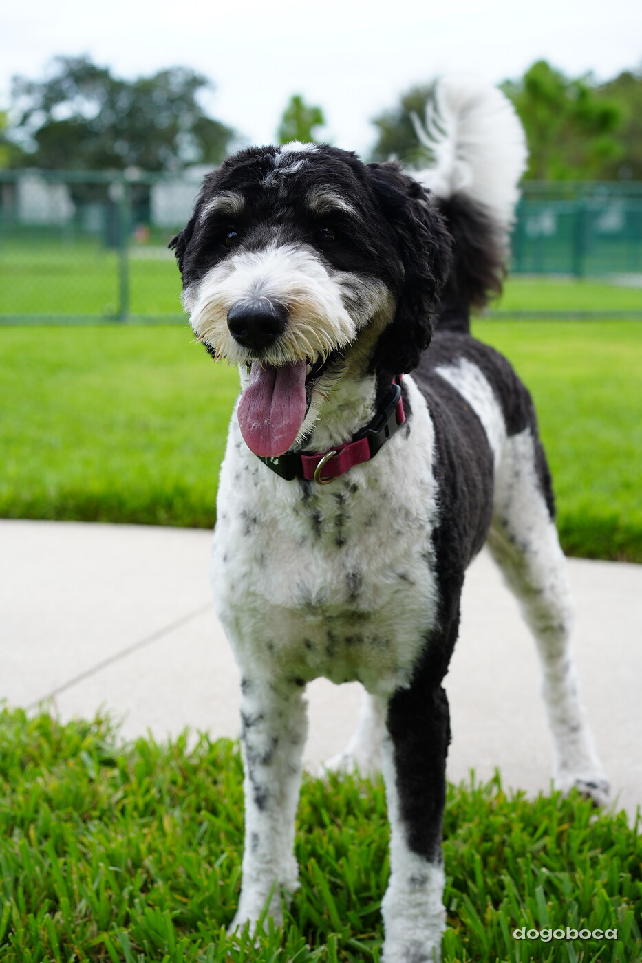 Bella photographed at Mizner Bark Dog Park on September 10, 2026