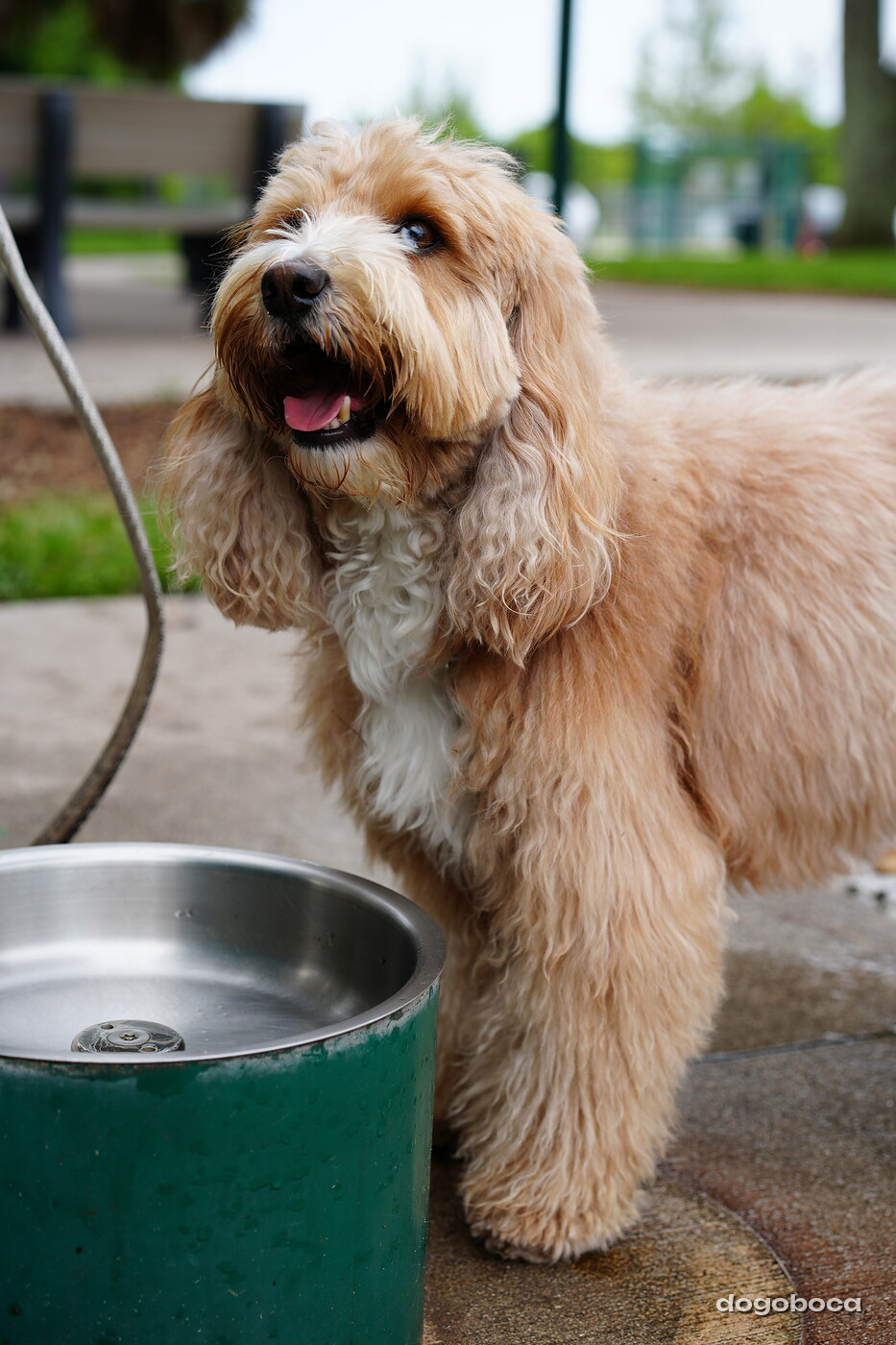 Woody photographed at Mizner Bark Dog Park on September 10, 2026