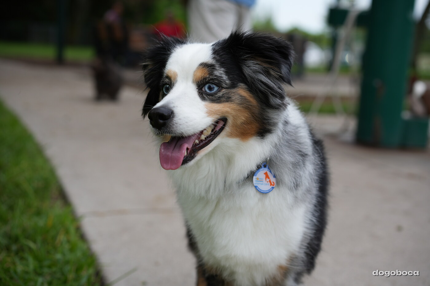 A dog photographed at Mizner Bark Dog Park
