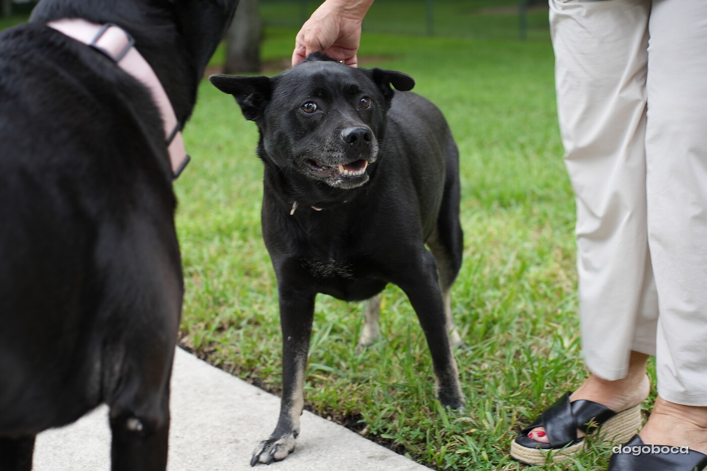 Dog photographed at Mizner Bark Dog Park on September 10, 2026
