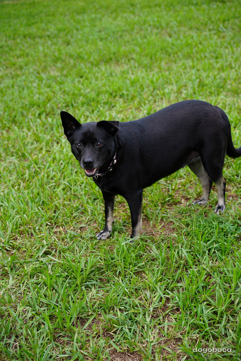Dog photographed at Mizner Bark Dog Park on September 10, 2026