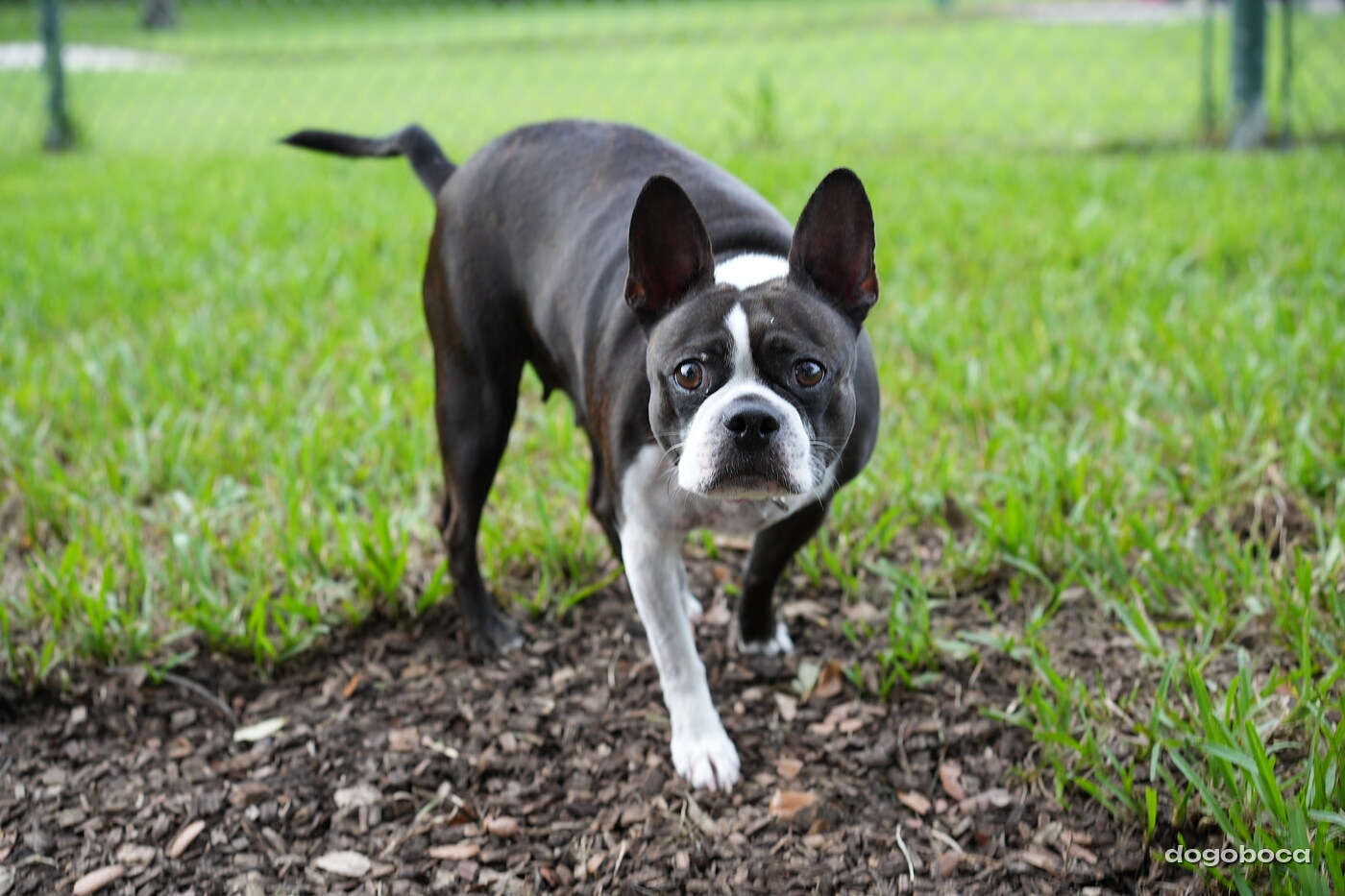 Chanel photographed at Mizner Bark Dog Park on September 10, 2026