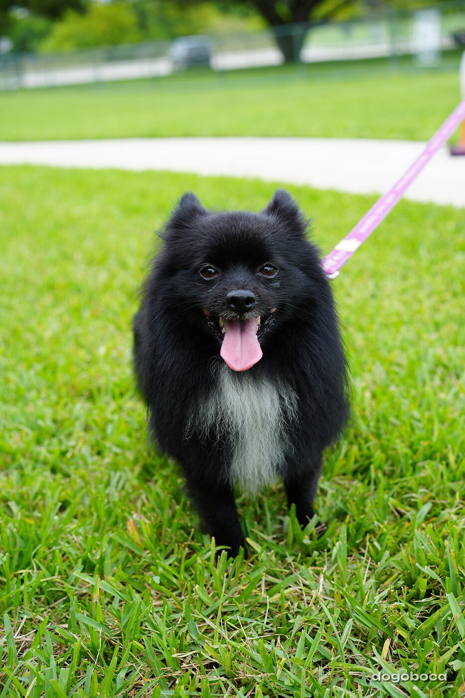 Dog photographed at Mizner Bark Dog Park on September 10, 2026