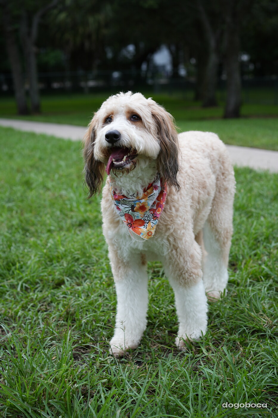 Lola at a dogoboca park session in Mizner Bark Dog Park