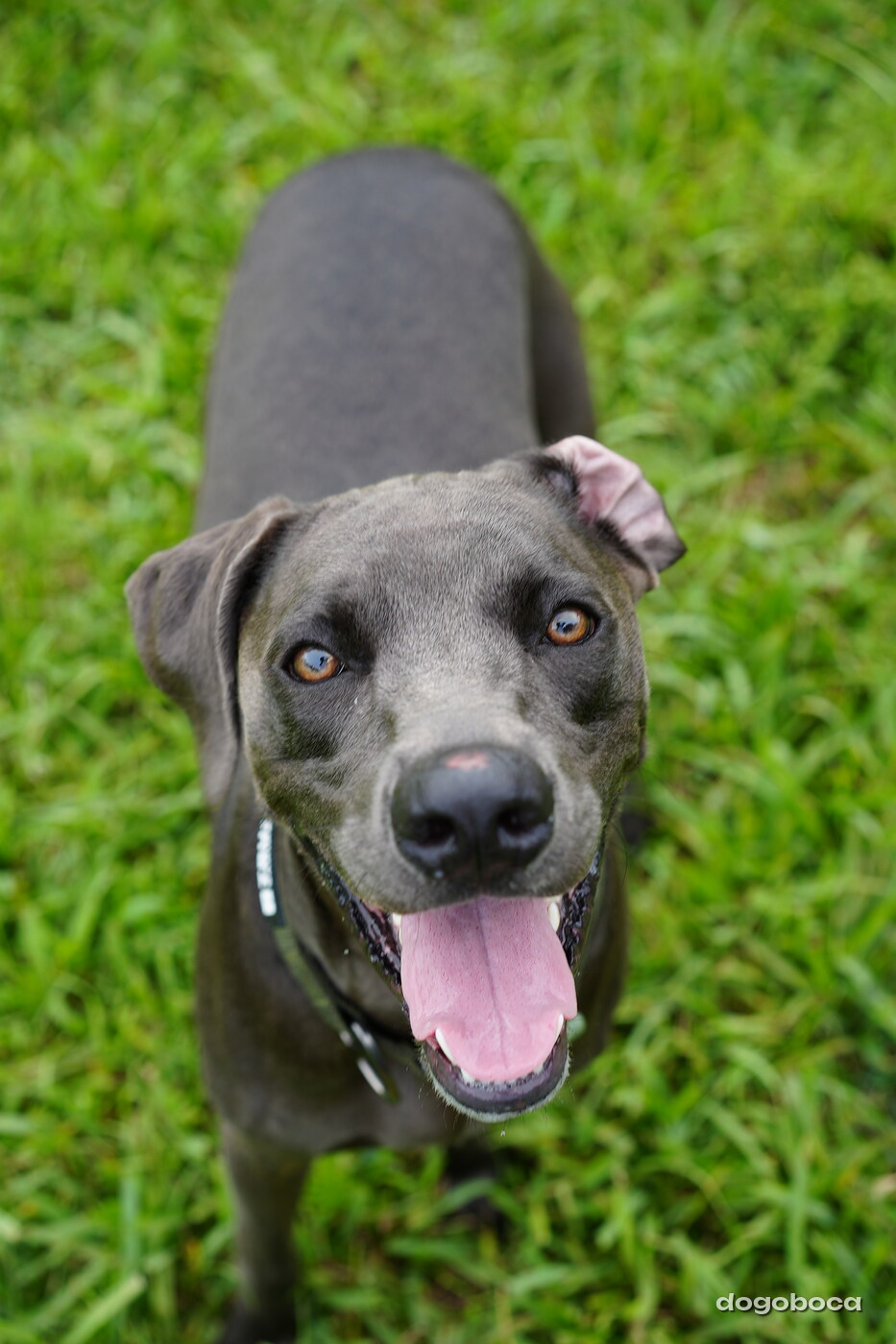 A dog photographed at Mizner Bark Dog Park