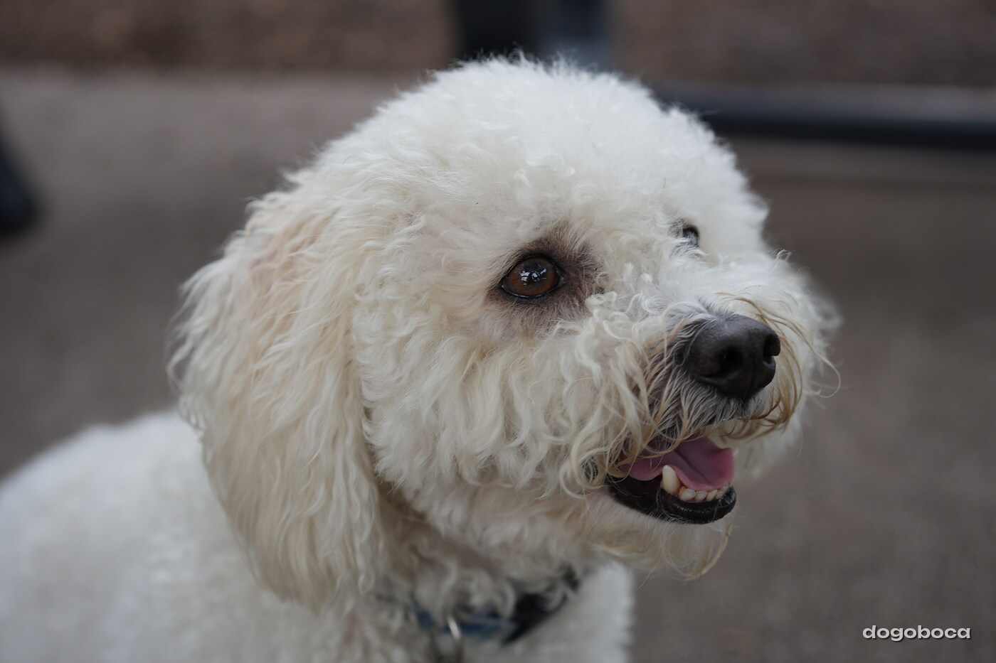 Dog photographed at Mizner Bark Dog Park on September 10, 2026