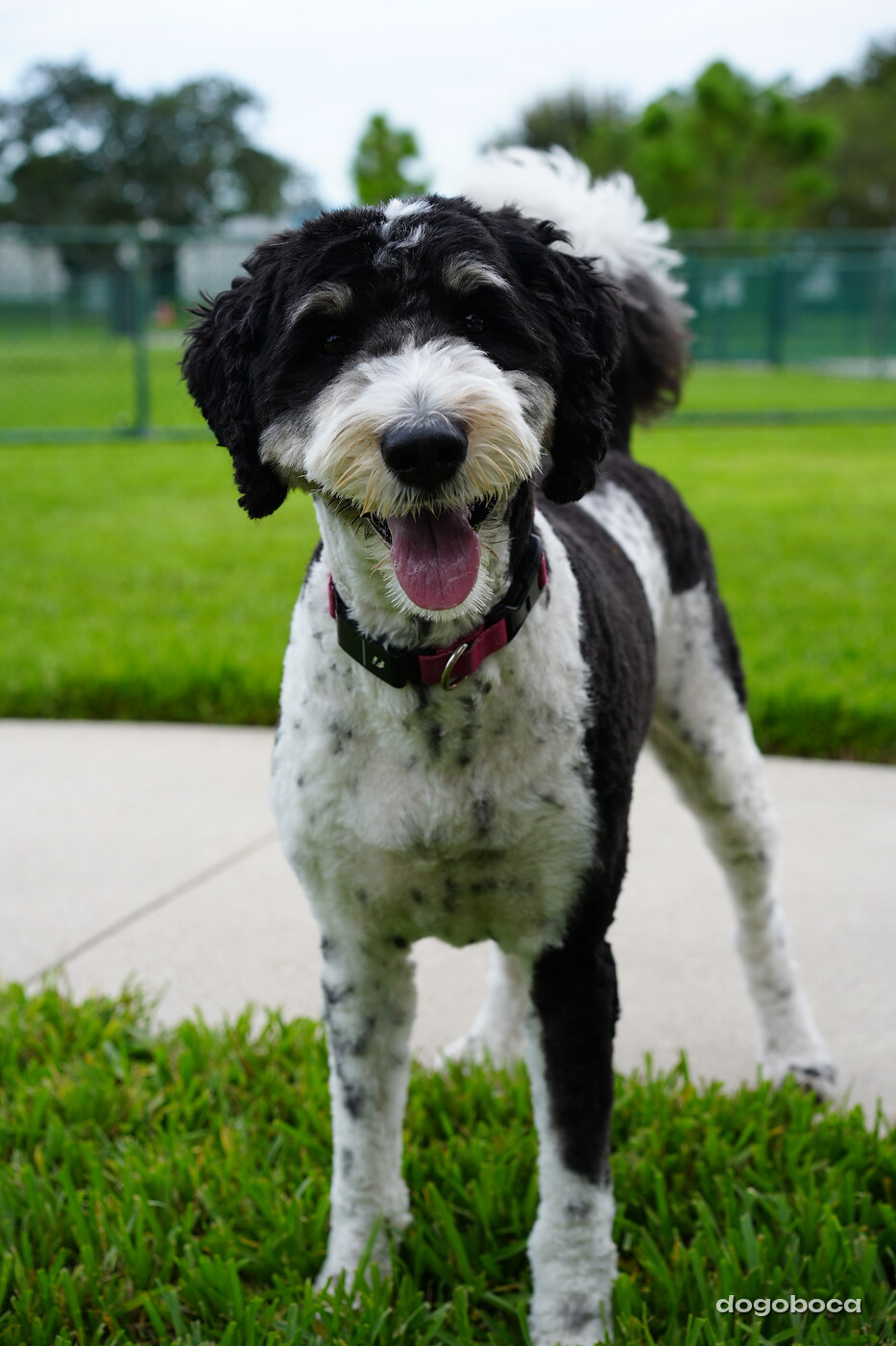 Bella photographed at Mizner Bark Dog Park on September 10, 2026