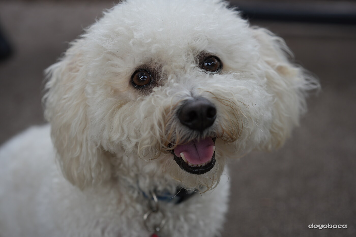 Dog photographed at Mizner Bark Dog Park on September 10, 2026