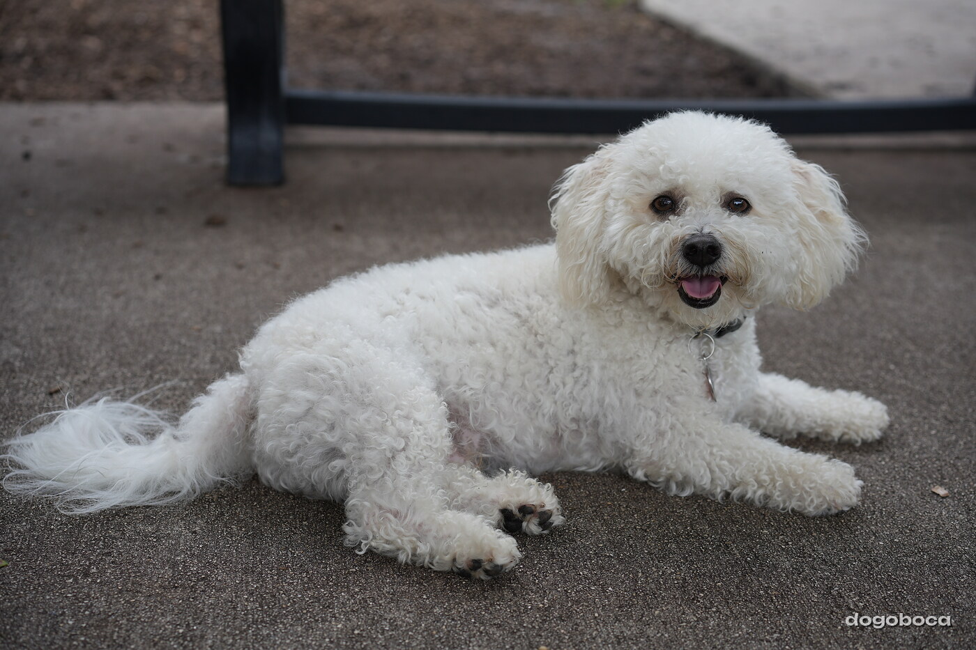Dog photographed at Mizner Bark Dog Park on September 10, 2026