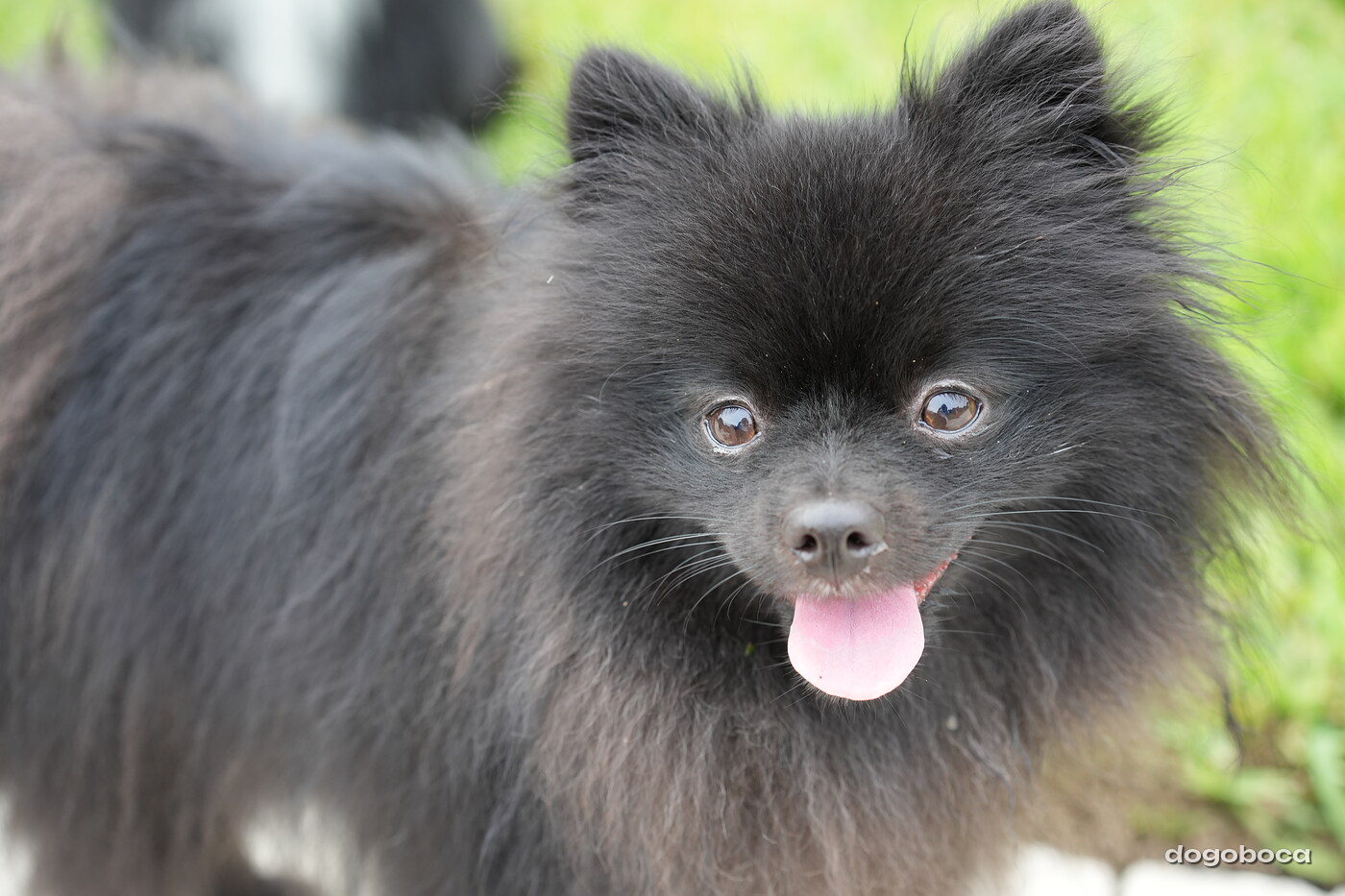 Dog photographed at Mizner Bark Dog Park on September 10, 2026