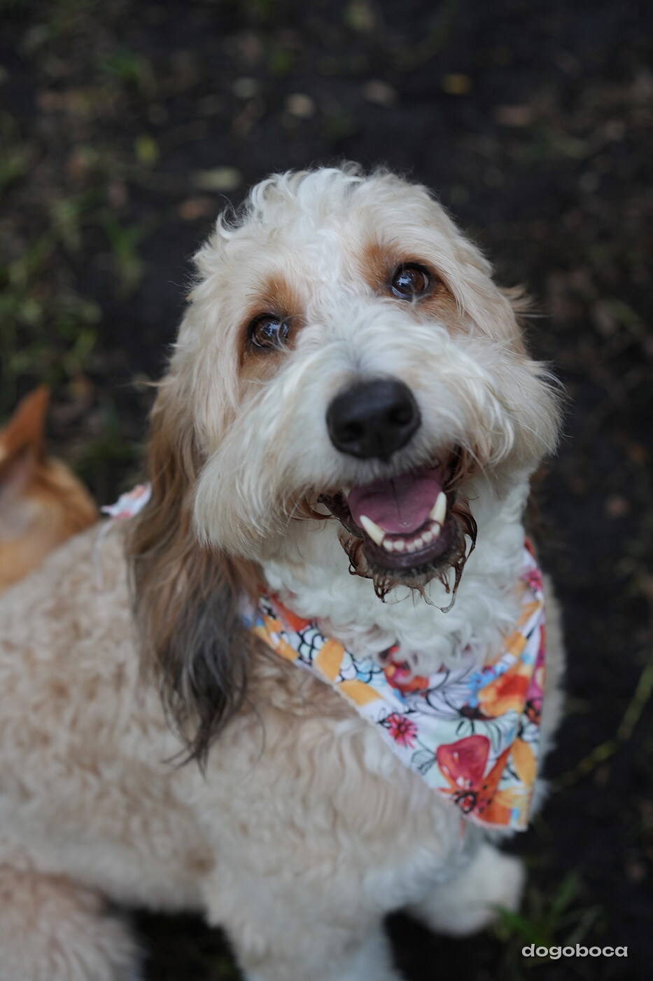 Lola at a dogoboca park session in Mizner Bark Dog Park