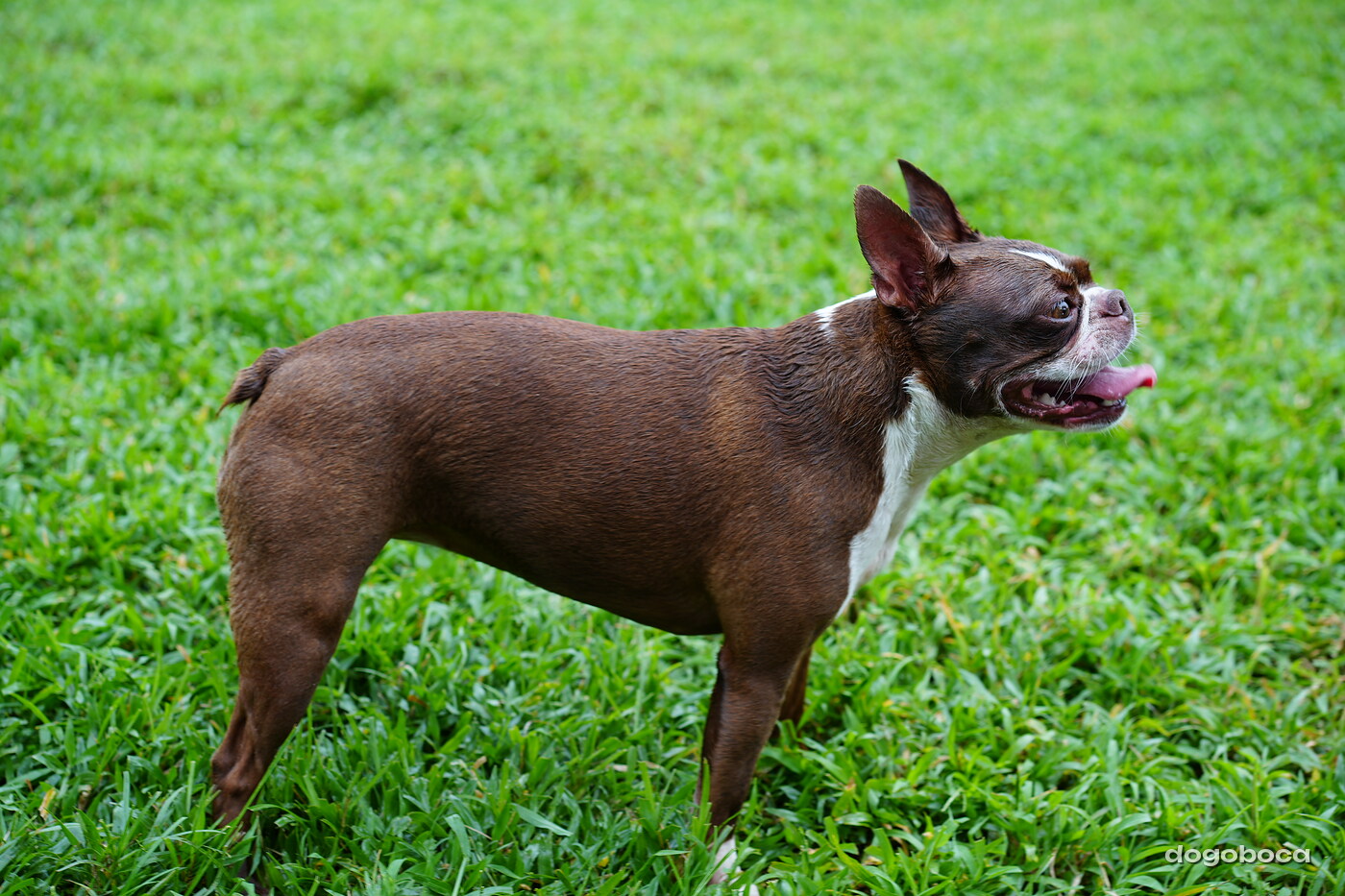 Dog photographed at Mizner Bark Dog Park on September 10, 2026