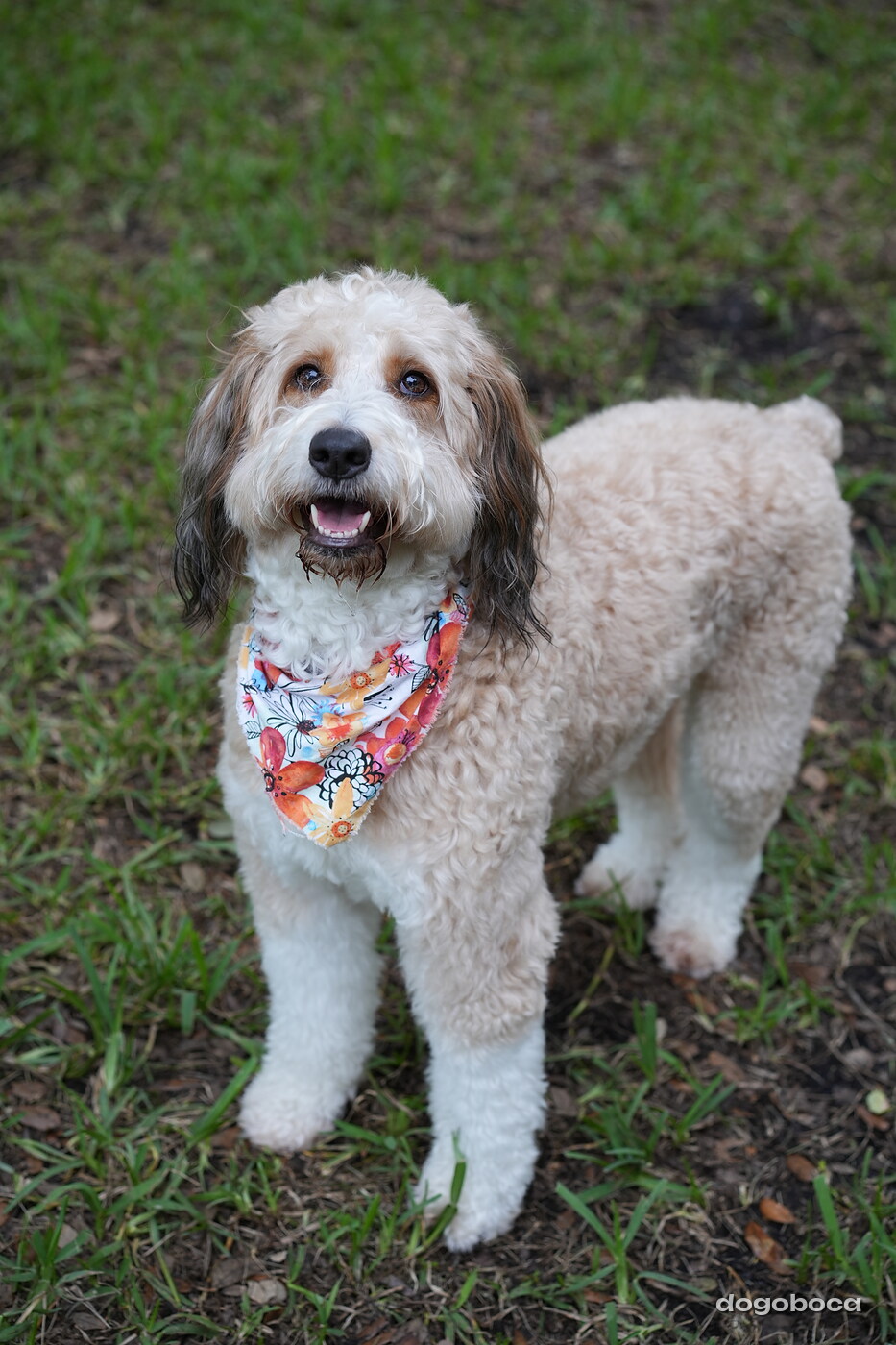 Lola at a dogoboca park session in Mizner Bark Dog Park