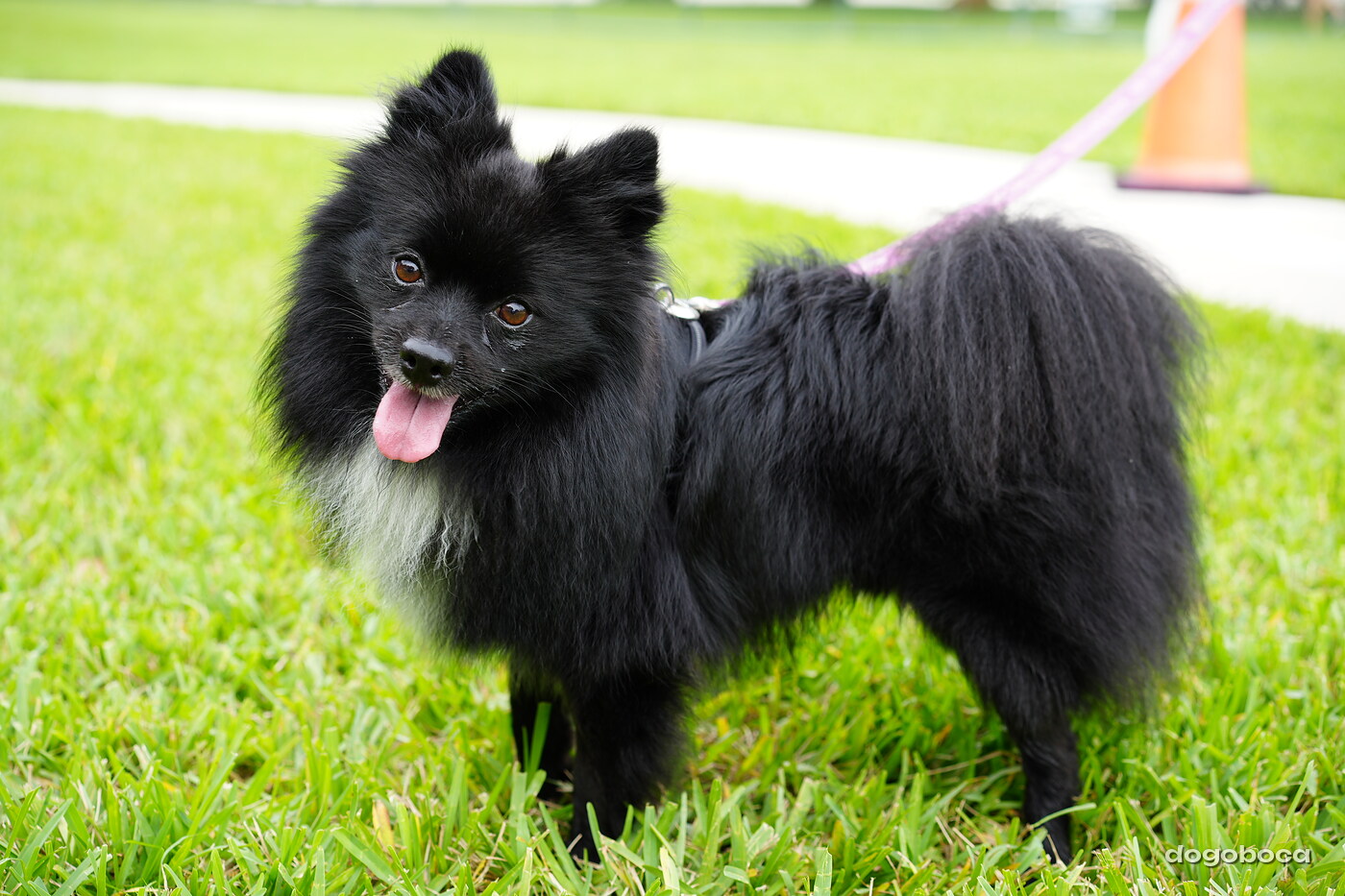 A dog photographed at Mizner Bark Dog Park