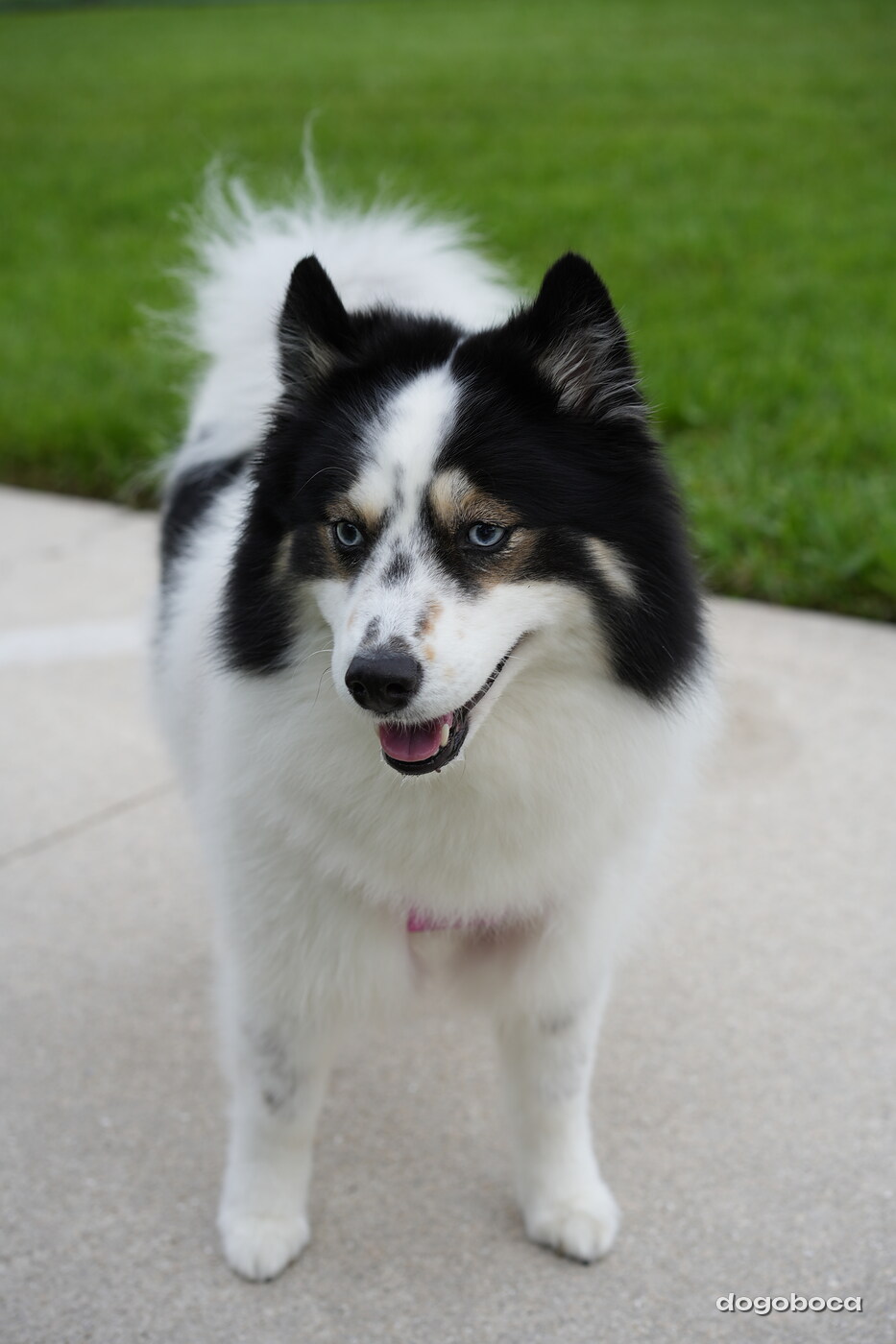 Dog photographed at Mizner Bark Dog Park on September 10, 2026