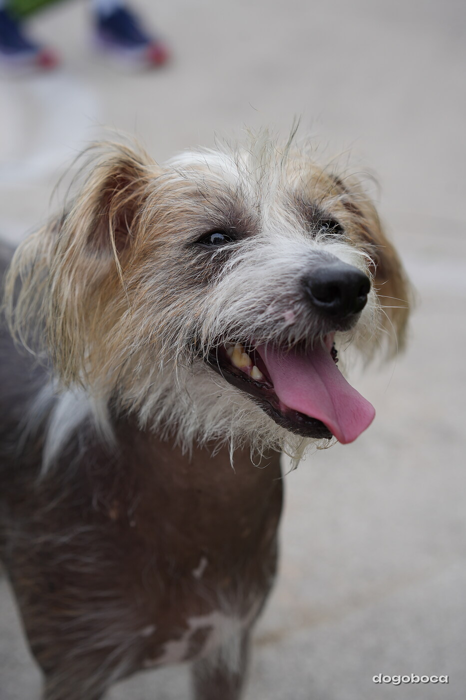 A dog photographed at Mizner Bark Dog Park