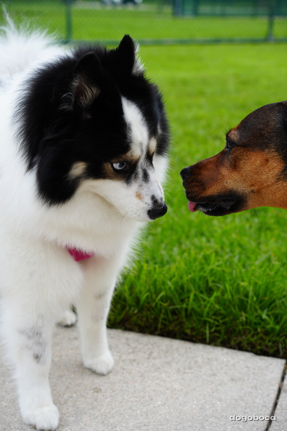 Dog photographed at Mizner Bark Dog Park on September 10, 2026