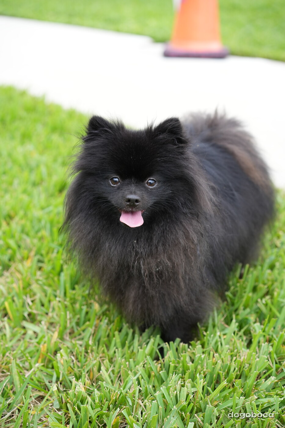 Dog photographed at Mizner Bark Dog Park on September 10, 2026