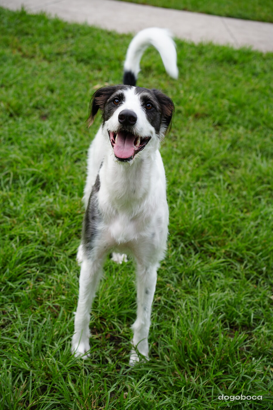 Oreo at a dogoboca park session in Mizner Bark Dog Park