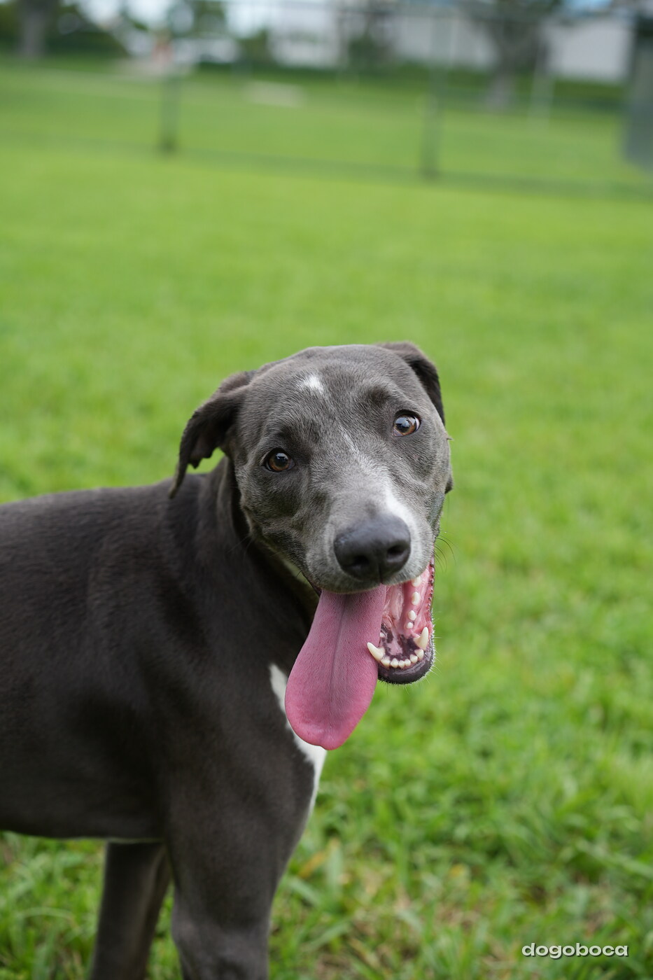 A dog photographed at Mizner Bark Dog Park
