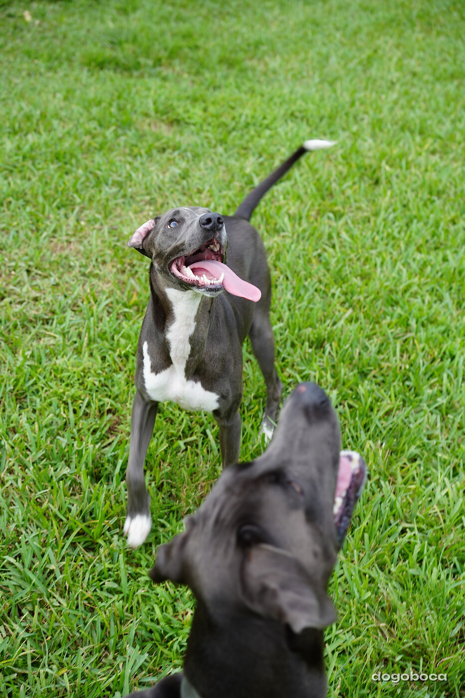 Dog photographed at Mizner Bark Dog Park on September 10, 2026