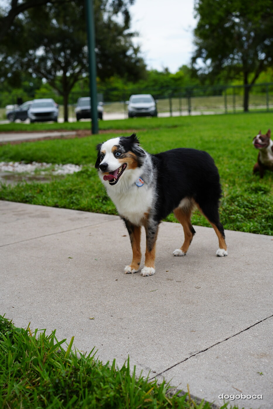 A dog photographed at Mizner Bark Dog Park