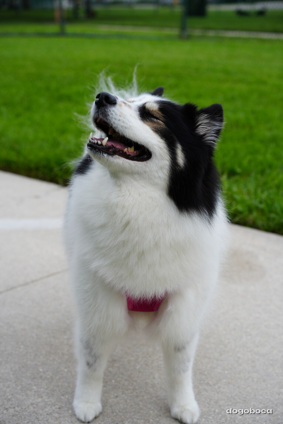 Dog photographed at Mizner Bark Dog Park on September 10, 2026